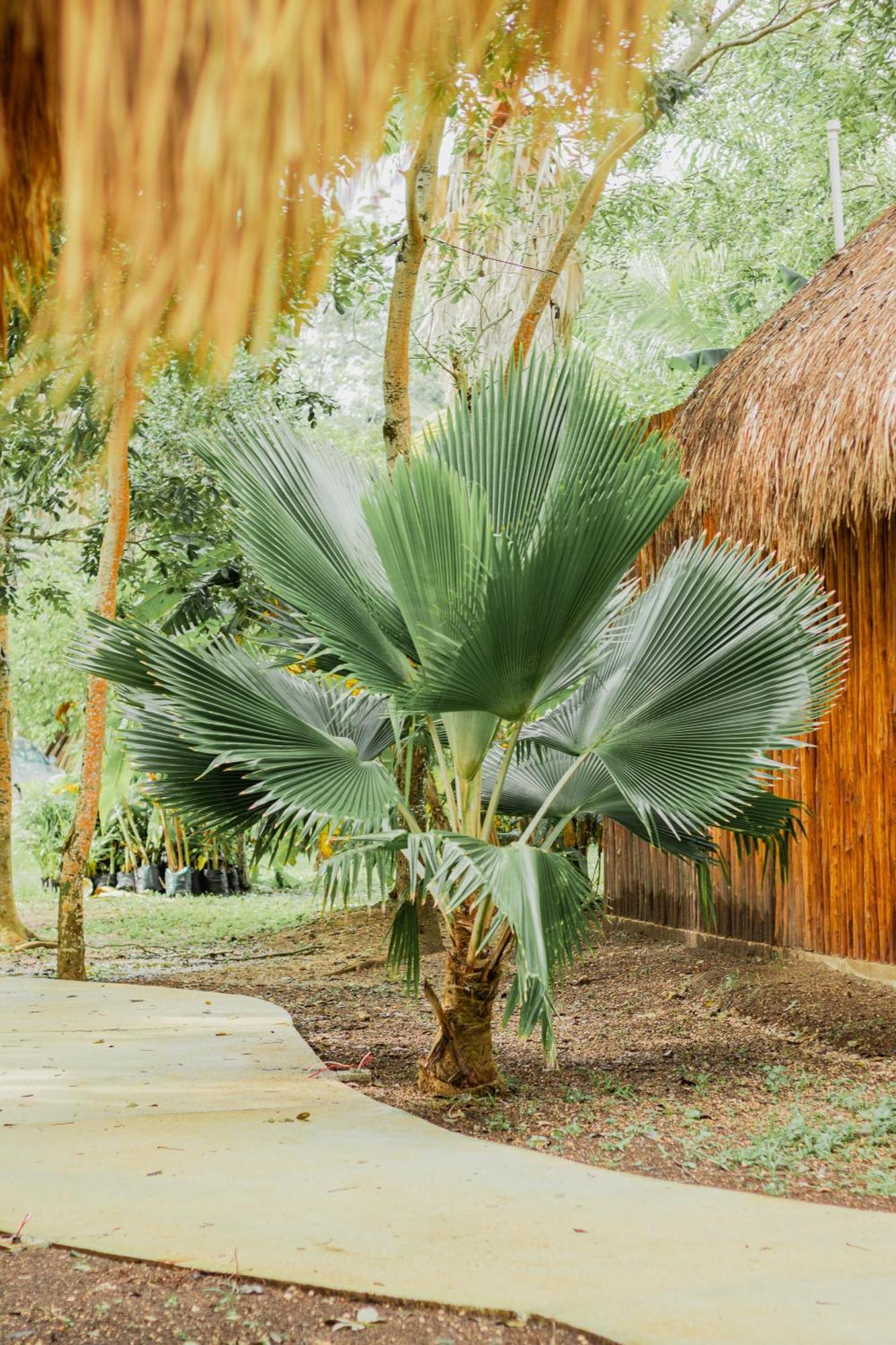 Mayan Playa باكالار المظهر الخارجي الصورة